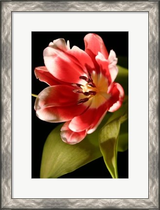 Framed Red Tulip I Print