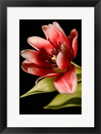 Framed Red Tulip III Print