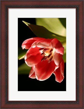 Framed Red Tulip IV Print