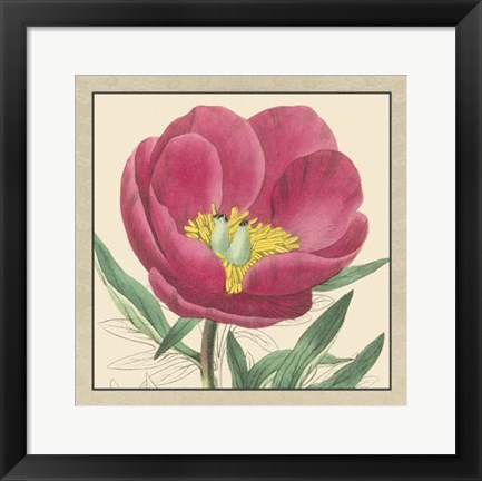 Framed Peony Collection I Print