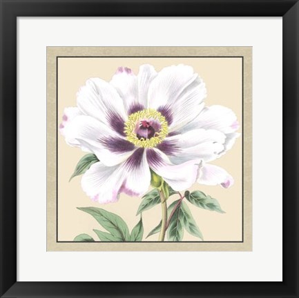 Framed Peony Collection VI Print