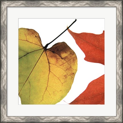 Framed Inflorescent Leaves I Print
