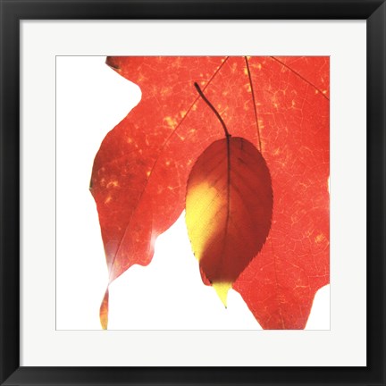 Framed Inflorescent Leaves IV Print
