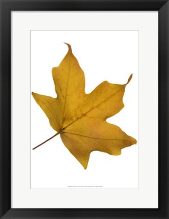 Framed Leaf Inflorescence II Print