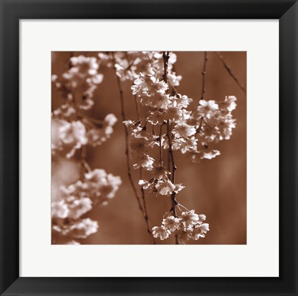 Framed Cherry Blossom Print