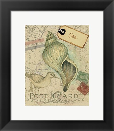Framed Postcard Shells II Print