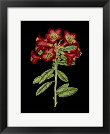 Framed Crimson Flowers on Black (A) IV Print