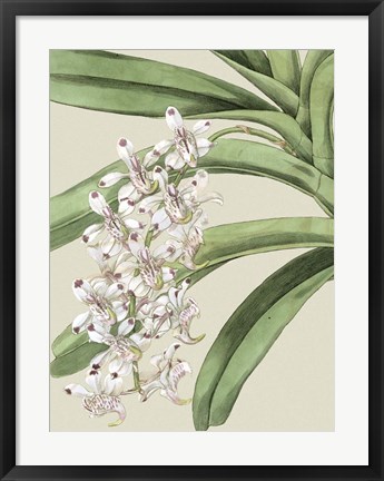 Framed Small Orchid Blooms I (P) Print