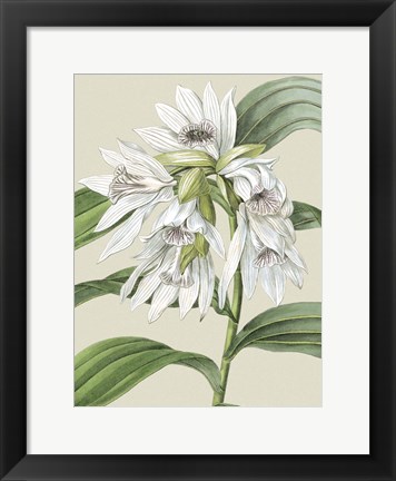 Framed Small Orchid Blooms III (P) Print