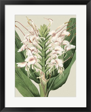 Framed Small Orchid Blooms IV (P) Print
