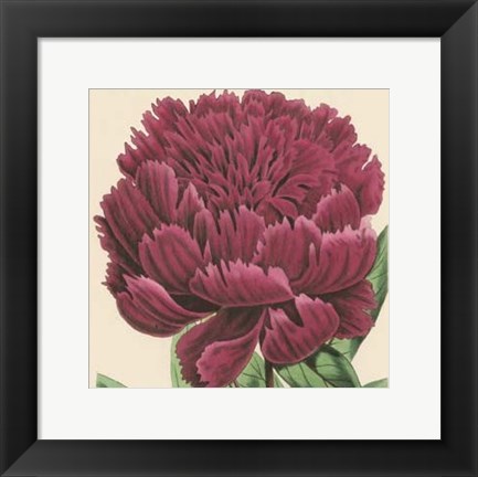 Framed Small Peony Collection V (P) Print