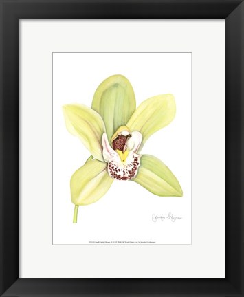 Framed Small Orchid Beauty II (U) Print