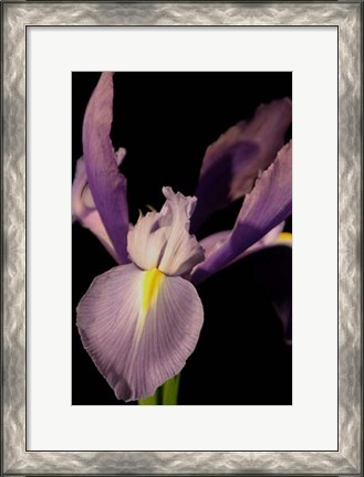 Framed Small Sweet Iris I (U) Print
