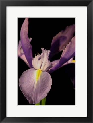 Framed Small Sweet Iris I (U) Print