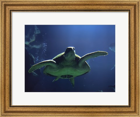 Framed Aegean Sea Turtles II Print
