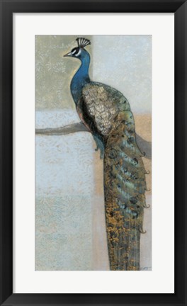 Framed Resting Peacock II Print
