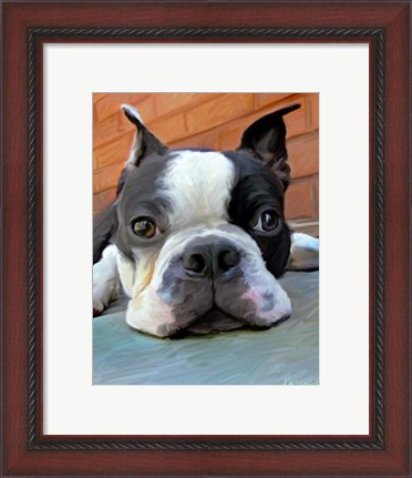 Framed Moxley Boston Terrier Print