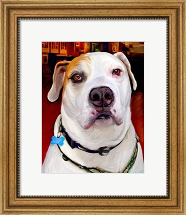 Framed Sonny American Bulldog Print