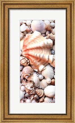 Framed Shell Menagerie I Print