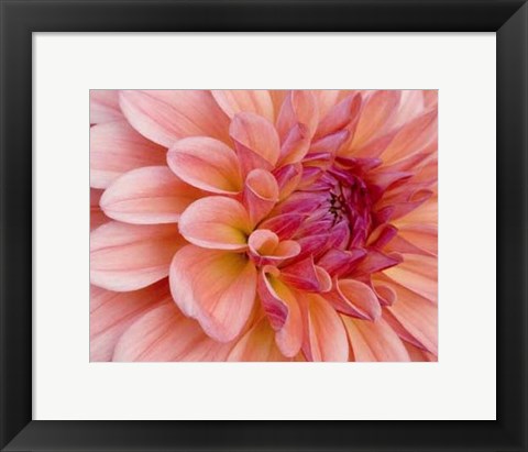 Framed Graphic Dahlia II Print