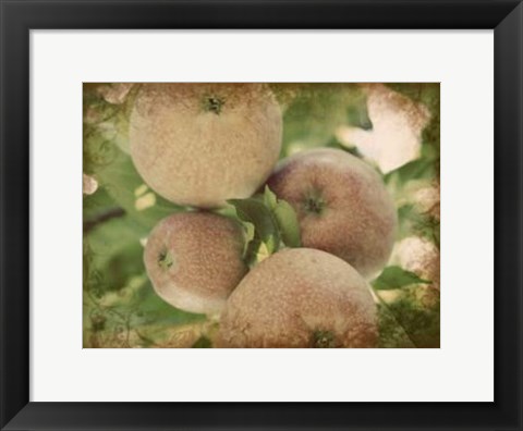 Framed Vintage Apples IV Print