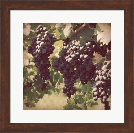 Framed Vintage Grape Vines III Print