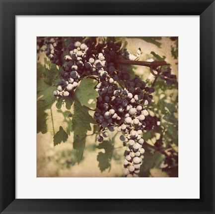 Framed Vintage Grape Vines IV Print