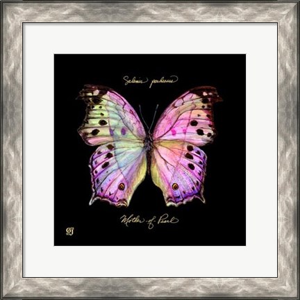 Framed Striking Butterfly III Print