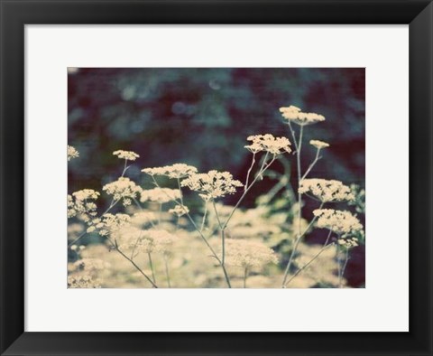 Framed Queen Ann&#39;s Lace II Print