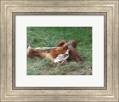 Framed Orangutan - Stretchin out Print