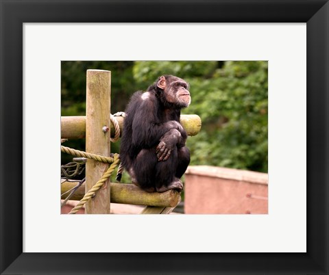 Framed Chimp - The revelation Print