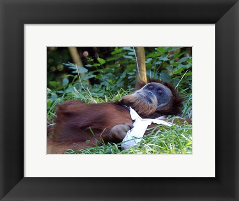 Framed Orangutan - Just about to take a nap Print