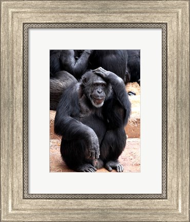 Framed Chimp - Let me think it over Print