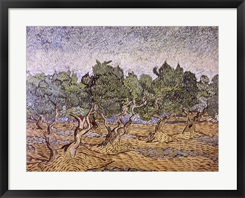Framed Olive Orchard, Violet Soil Print