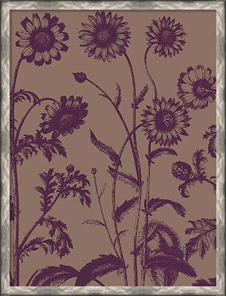 Framed Chrysanthemum 14 Print