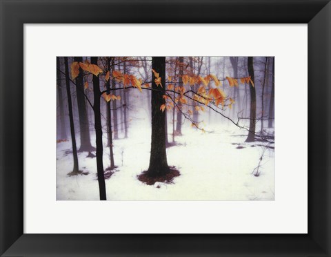Framed Quiet Woods Print