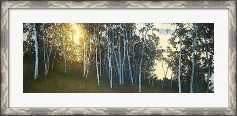 Framed Hillside Birches Print