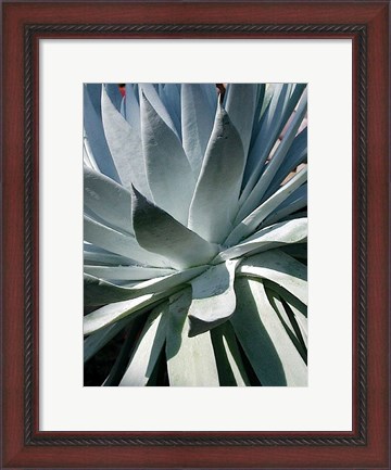 Framed Cactus 1 Print
