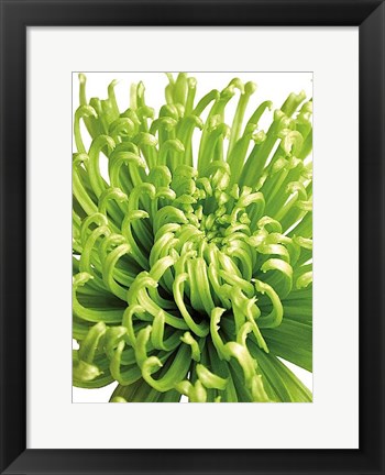 Framed Green Bloom 5 Print