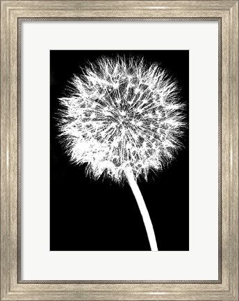 Framed Dandelion Print