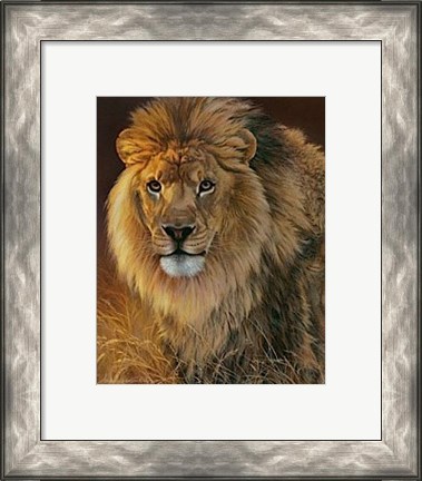 Framed Power and Presence- African Lion Print