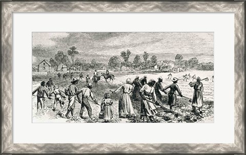 Framed Labour in the Cotton Fields, Hoeing the Young Plants Print