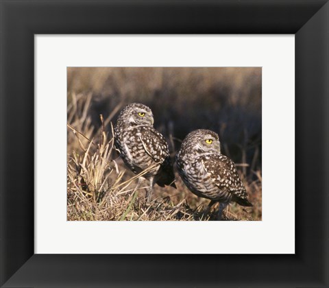 Framed Two Burrowing Owls Print