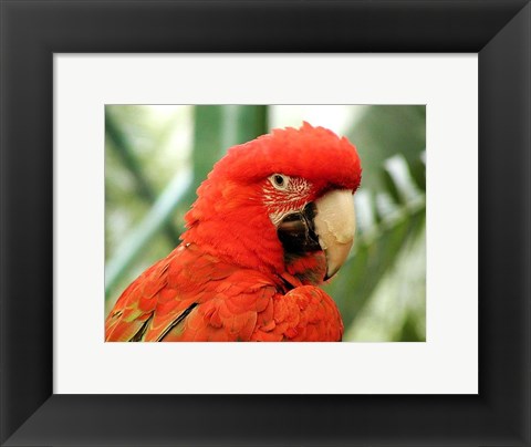 Framed Red Parrot Print