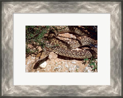 Framed Bull Snake in New Mexico Print