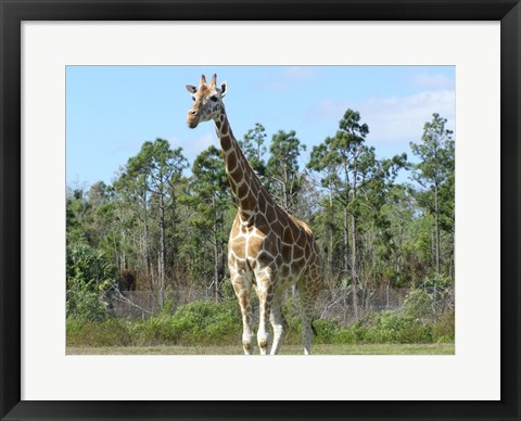 Framed Giraffe Camelopardalis Print