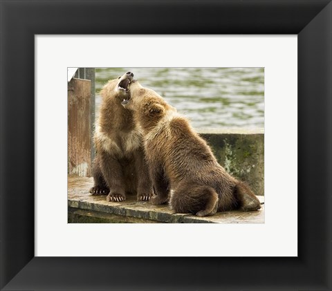 Framed Grizzly Bear Cubs Print
