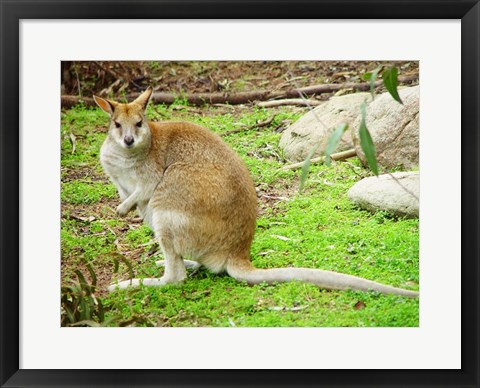 Framed Kangaroo Outdoors Print