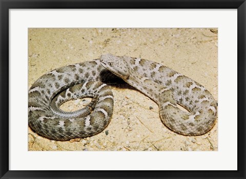 Framed Mexican Ridged Nose Rattlesnake Print