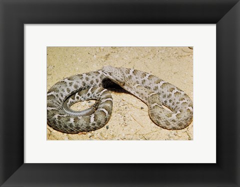 Framed Mexican Ridged Nose Rattlesnake Print